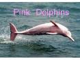 Pink Dolphins PowerPoint PPT Presentation