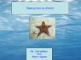 Choose your own sea adventure PowerPoint PPT Presentation