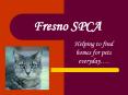 Fresno SPCA PowerPoint PPT Presentation