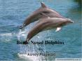 Bottle Nosed Dolphins PowerPoint PPT Presentation