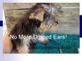 No More Drpped Ears PowerPoint PPT Presentation