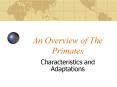 An Overview of The Primates PowerPoint PPT Presentation