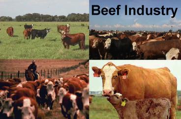 Beef Industry