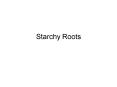 Starchy Roots
