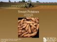 Sweet Potatoes An Overview of the Sweet Potato Industry in Georgia PowerPoint PPT Presentation