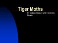 Tiger Moths PowerPoint PPT Presentation