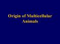 Origin of Multicellular Animals PowerPoint PPT Presentation
