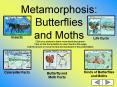 Metamorphosis: Butterflies and Moths PowerPoint PPT Presentation