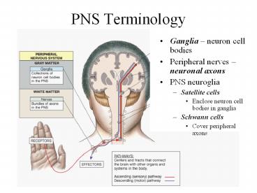 PNS Terminology