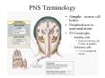 PNS Terminology PowerPoint PPT Presentation