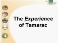 The Experience of Tamarac PowerPoint PPT Presentation