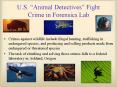 U.S. Animal Detectives Fight Crime in Forensics Lab PowerPoint PPT Presentation