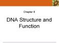 DNA Structure and Function PowerPoint PPT Presentation