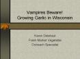 Vampires Beware Growing Garlic in Wisconsin PowerPoint PPT Presentation