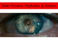 Blade Runners, Replicants, PowerPoint PPT Presentation