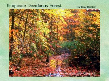 Temperate Deciduous Forest