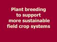 Plant breeding to support more sustainable field crop systems PowerPoint PPT Presentation