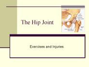 The Hip Joint