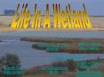 Movies On Wetlands PowerPoint PPT Presentation