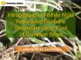 Introgression of White Mold Resistance From the Secondary Gene Pool PowerPoint PPT Presentation
