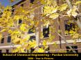 School of Chemical Engineering Purdue University PowerPoint PPT Presentation
