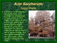 Acer Saccharum Sugar Maple PowerPoint PPT Presentation