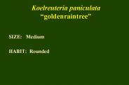 Koelreuteria paniculata 