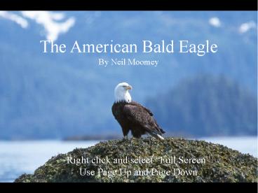 The American Bald Eagle By Neil Moomey