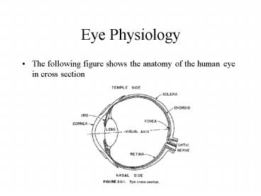 Eye Physiology