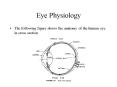 Eye Physiology PowerPoint PPT Presentation