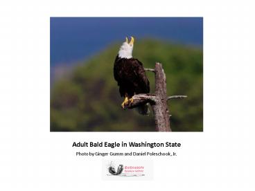 Adult Bald Eagle in Washington State