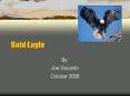 Bald Eagle PowerPoint PPT Presentation