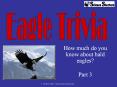 How much do you know about bald eagles? PowerPoint PPT Presentation