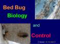 Bed Bug PowerPoint PPT Presentation