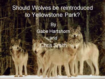 Should Wolves be reintroduced to Yellowstone Park