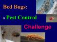 Bed Bugs: PowerPoint PPT Presentation