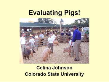 Evaluating Pigs