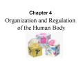 Organization and Regulation of the Human Body PowerPoint PPT Presentation