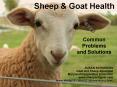 Sheep PowerPoint PPT Presentation