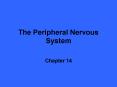 The Peripheral Nervous System PowerPoint PPT Presentation