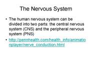 The Nervous System