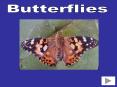 Butterflies PowerPoint PPT Presentation
