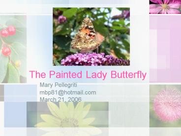 The Painted Lady Butterfly