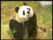 PowerPointPrsentation