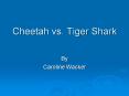 Cheetah vs. Tiger Shark PowerPoint PPT Presentation