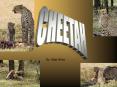 CHEETAH PowerPoint PPT Presentation