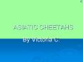 ASIATIC CHEETAHS PowerPoint PPT Presentation