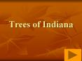 Trees of Indiana PowerPoint PPT Presentation