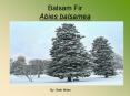 Balsam Fir Abies balsamea PowerPoint PPT Presentation