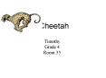 Cheetah PowerPoint PPT Presentation